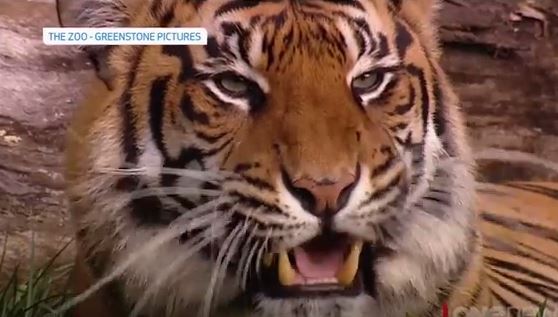 VIDEOS. Nouvelle-Zélande : une gardienne de zoo tuée par un tigre