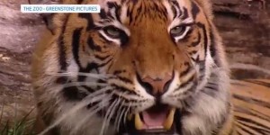 VIDEOS. Nouvelle-Zélande : une gardienne de zoo tuée par un tigre