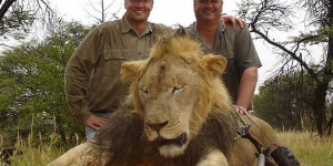 Zimbabwe : l'organisateur de la chasse de Cecil le lion jugé ce lundi
