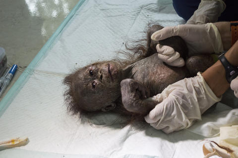 Bornéo : laissé pour mort, un bébé orang-outan sauvé 
