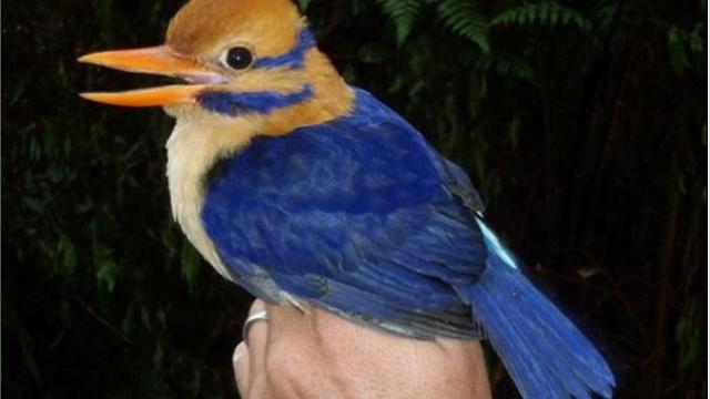 Le cas d'un oiseau rare, découvert puis tué pour la science, fait débat