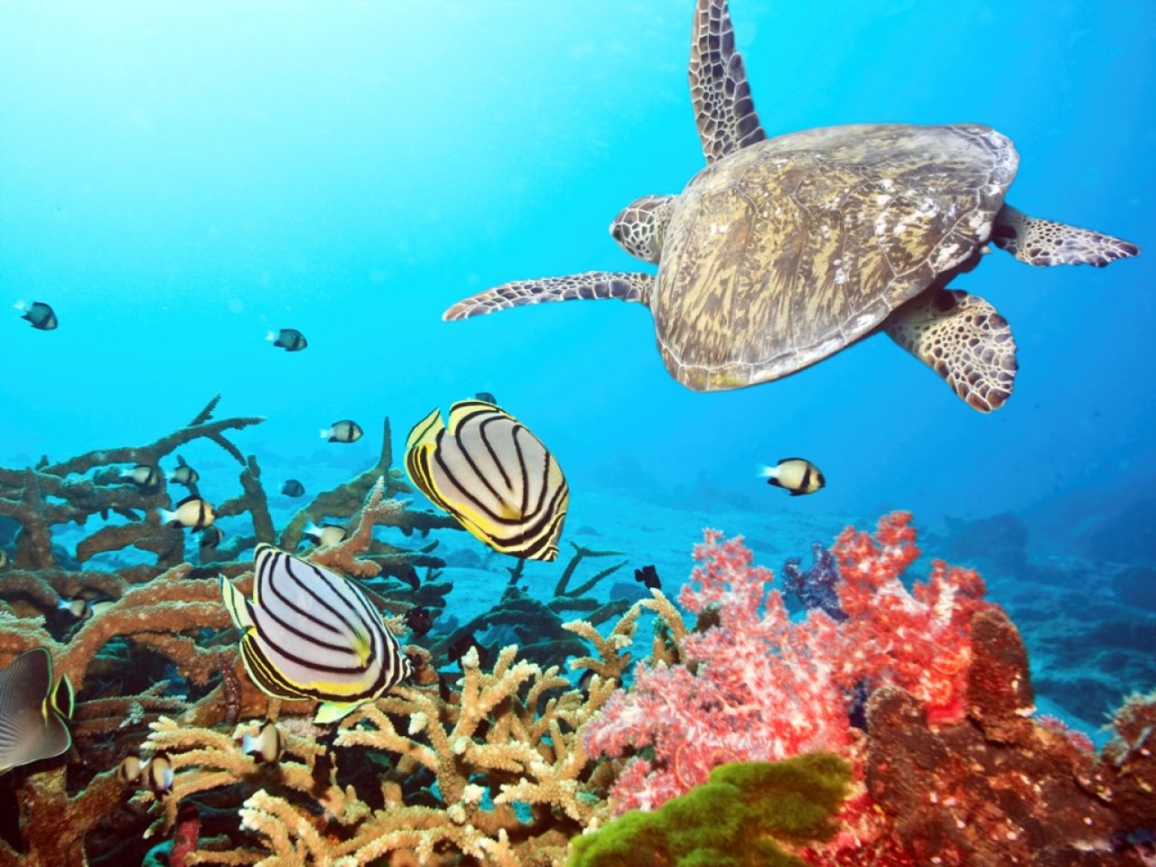 Changement climatique : le corail d'outre-mer en péril