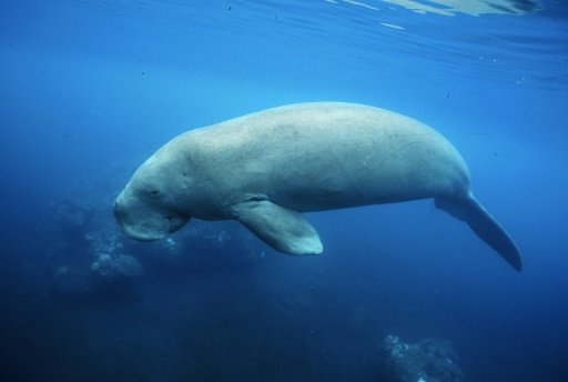 Méconnu et menacé, le dugong est surveillé de près en Nouvelle-Calédonie 