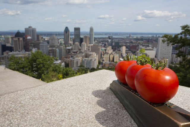 A Montréal, 4 000 m² de serre sur un toit