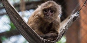 Un singe alcoolique devient le symbole du trafic d'animaux au Chili