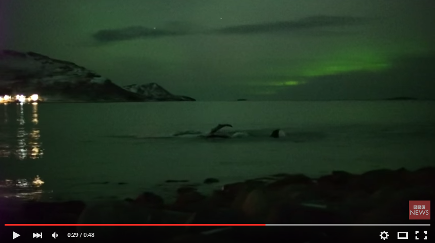 VIDEO. Des baleines sous une aurore boréale