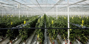 Energie renouvelable : comment des déchets font pousser des tomates ?