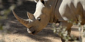 L'un des quatre derniers rhinocéros blancs du Nord est mort