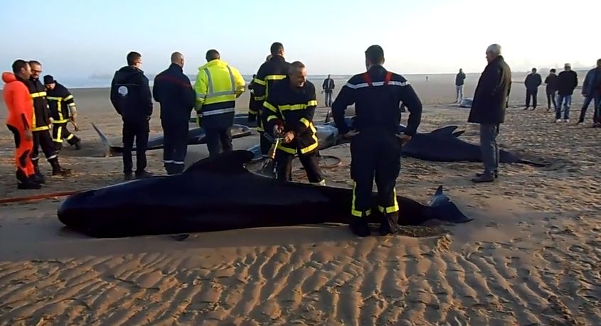 VIDEO. Calais : 10 baleines s'échouent, 4 survivantes remises à l'eau