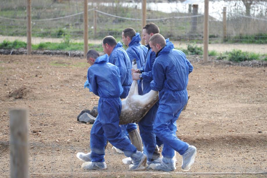 Hérault : évacuation sous tension d'un parc animalier