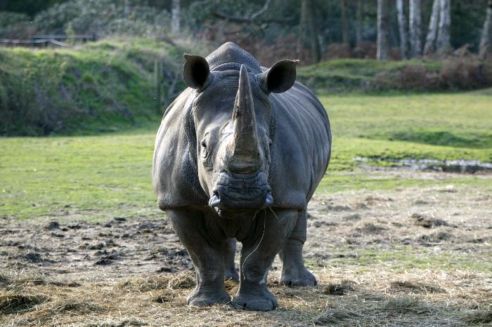 Afrique du Sud : le braconnage des rhinocéros en baisse, une première depuis 10 ans