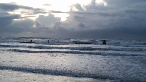 Cinq cachalots s'échouent sur une plage néerlandaise