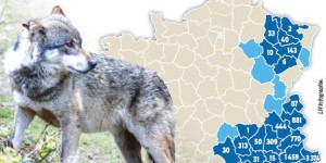 Loup : 36 associations appellent à manifester contre les abattages