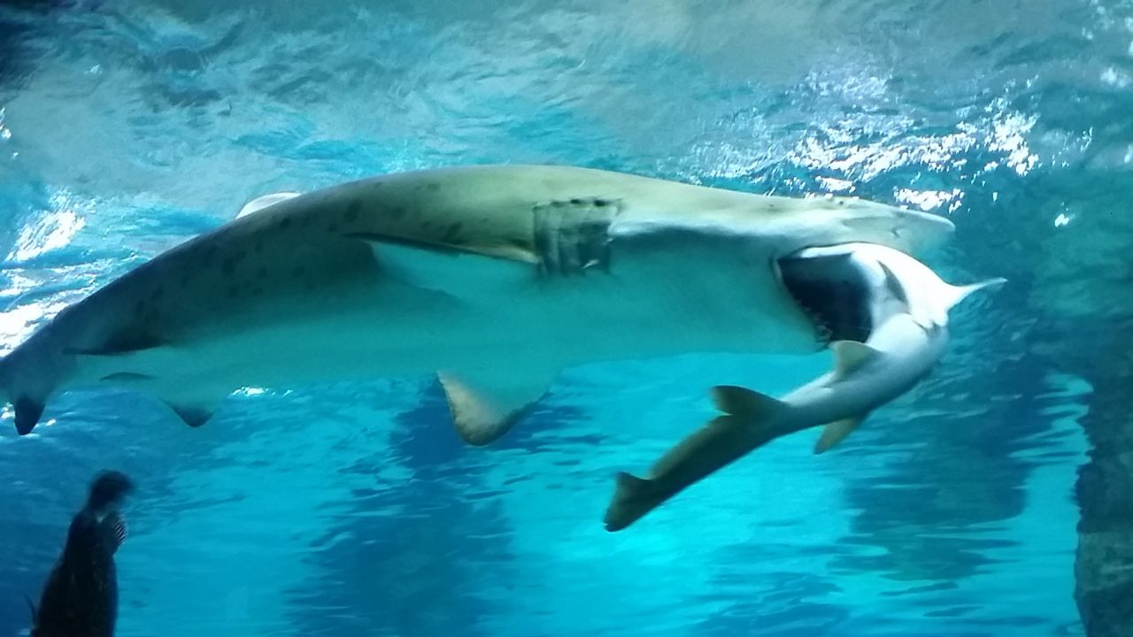 VIDEO. Séoul : un requin avale un de ses congénères dans un aquarium 