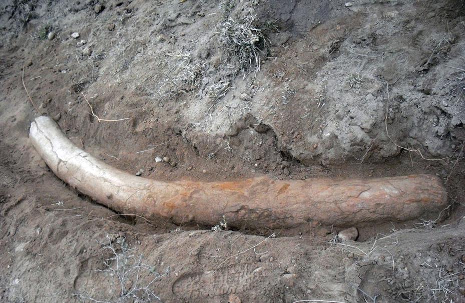 Une défense de stégodon de plus d'1 million d'années découverte au Pakistan