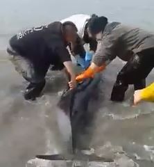 Bretagne : trois bébés dauphins et leur maman sauvés par des ostréiculteurs 