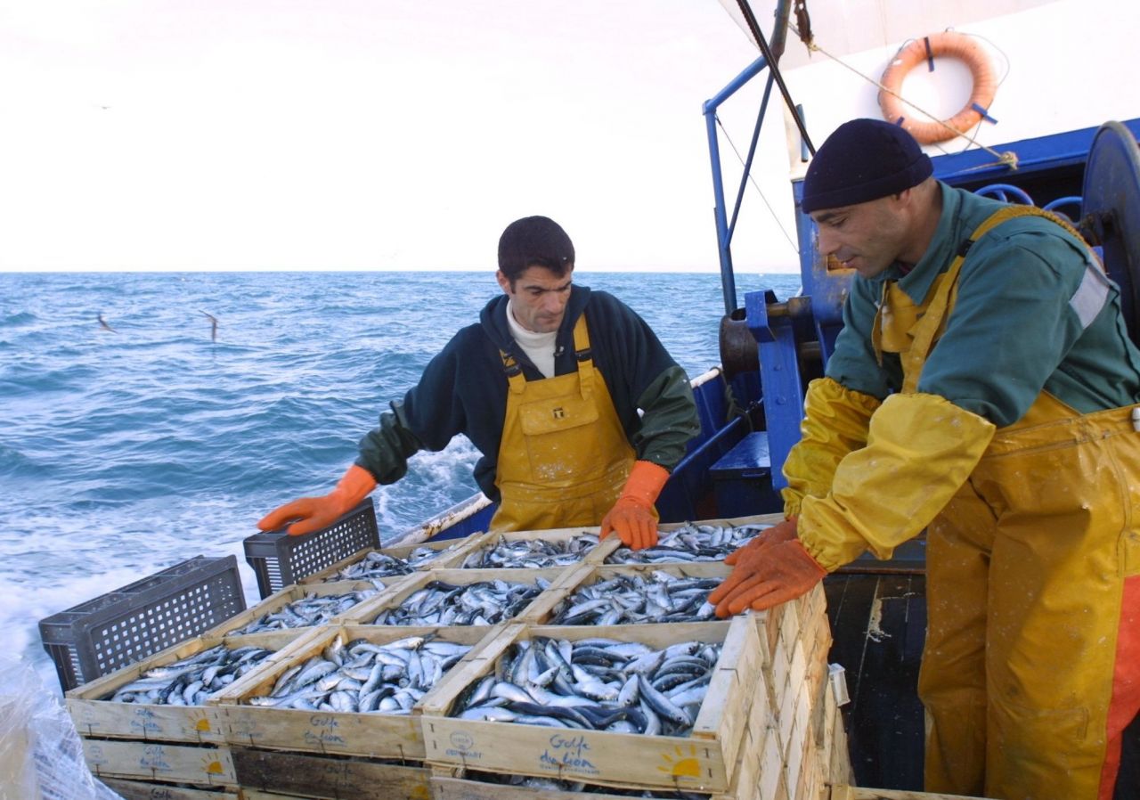 Environnement : pourquoi les sardines rétrécissent en Méditerrannée