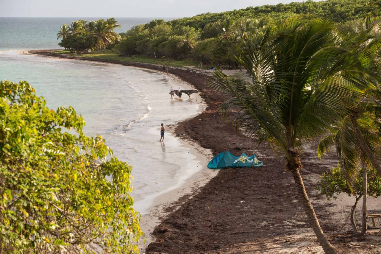 EN IMAGES. Les sargasses, fléau des plages de Guadeloupe
