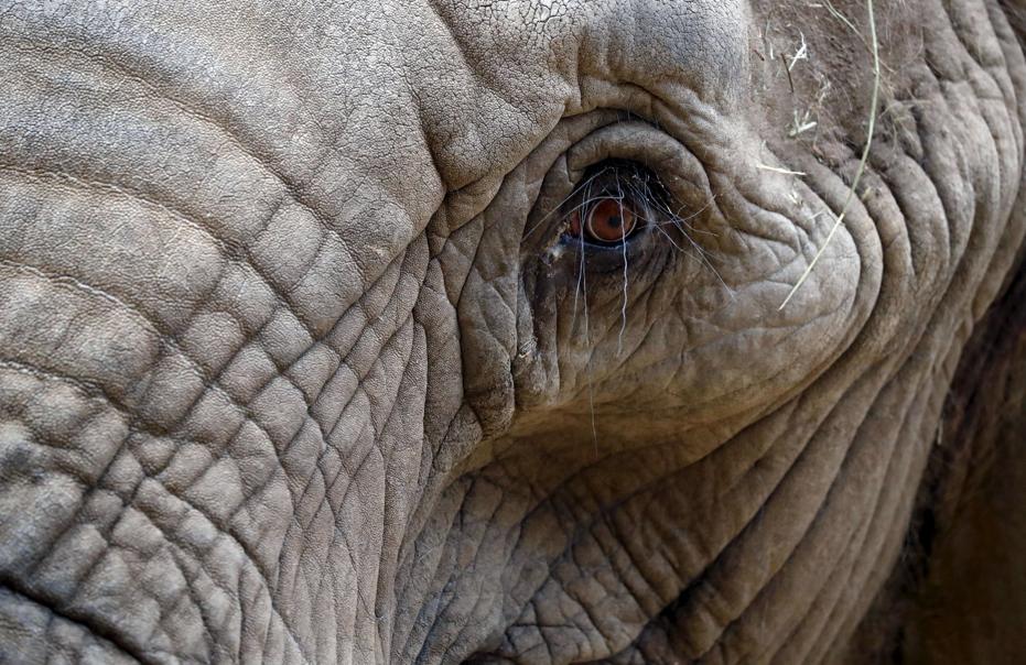 Inde : cinq villageois tués par des éléphants sauvages