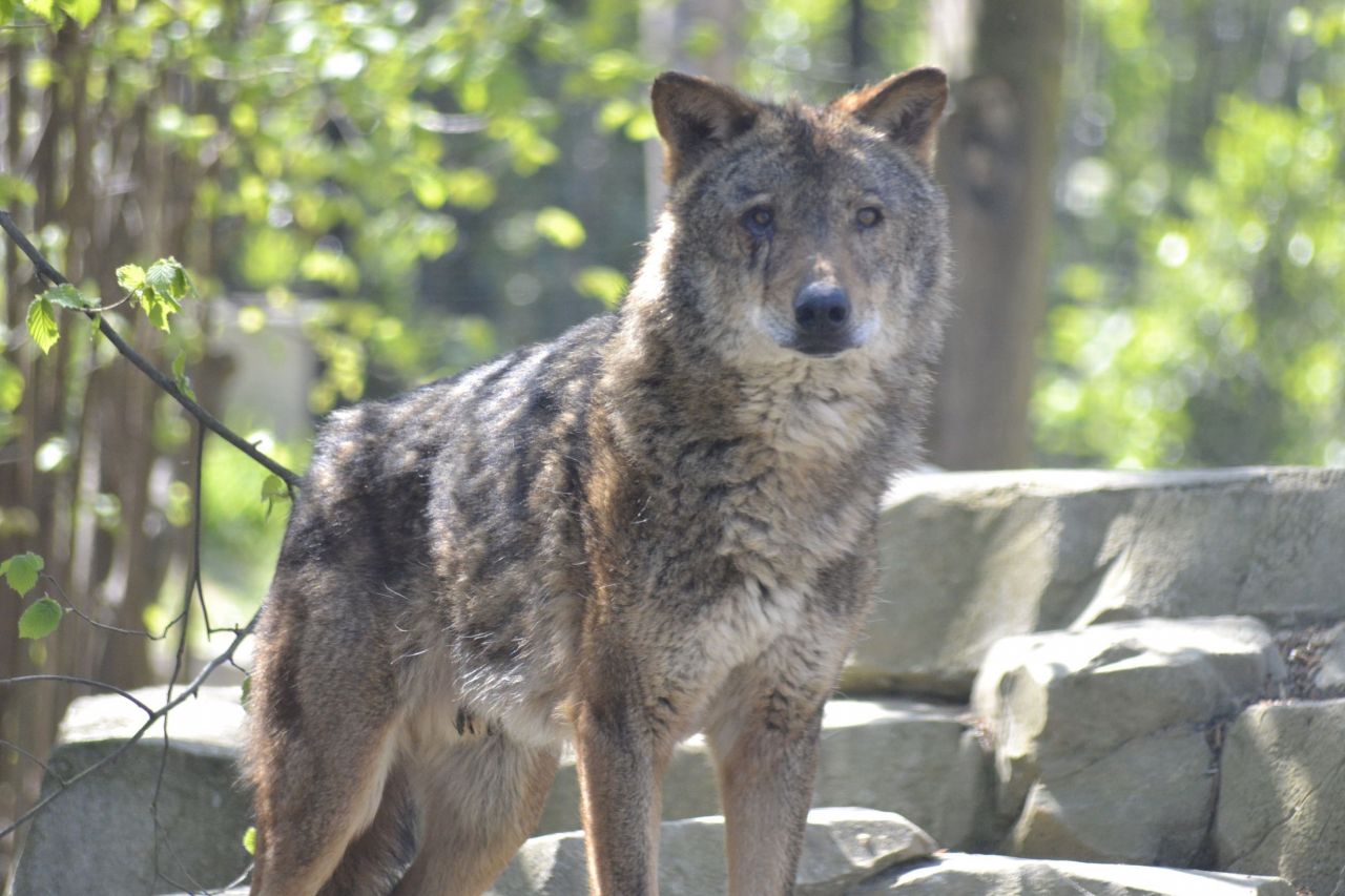 Lozère : plusieurs loups du parc de Gévaudan s'échappent après une effraction