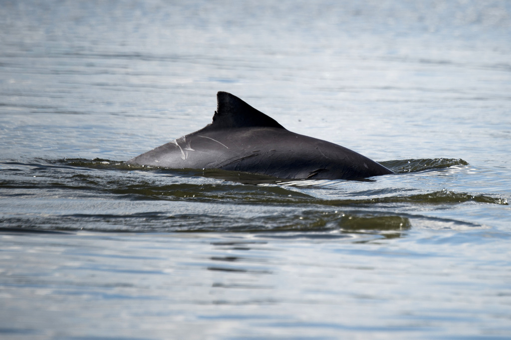 Une quarantaine de dauphins échoués sur les côtes françaises