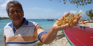 Les sargasses, cauchemar des pêcheurs guadeloupéens