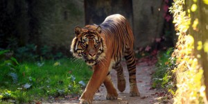 Afrique du Sud : un jeune Français blessé par un tigre