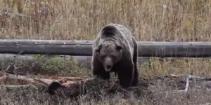 Etats-Unis : le grizzly Scarface abattu par un chasseur au Yellowstone