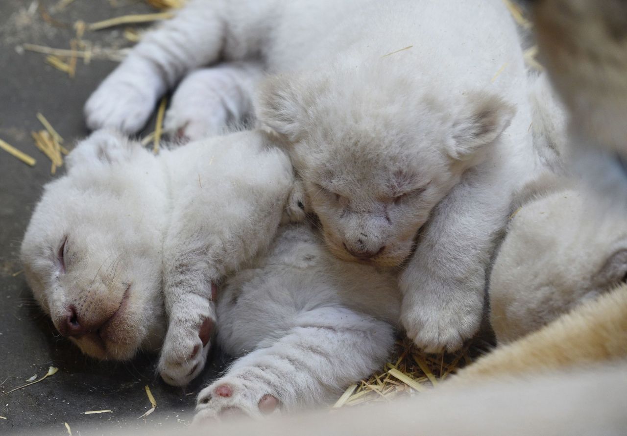 EN IMAGES. Trois lionceaux blancs naissent au zoo d'Amnéville