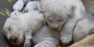 EN IMAGES. Trois lionceaux blancs naissent au zoo d'Amnéville