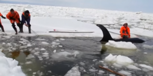 VIDEOS. Quatre orques libérés de leur prison de glace par des sauveteurs russes