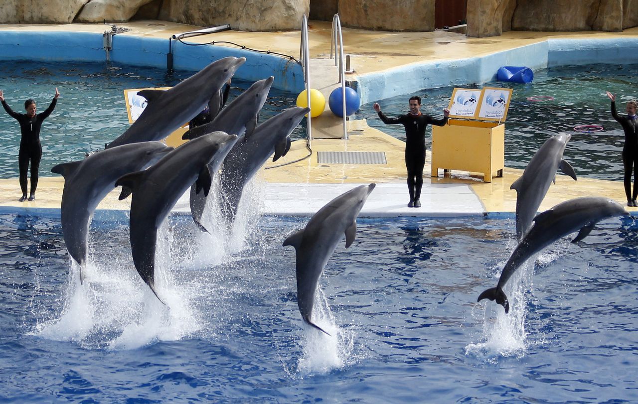 Antibes : un dauphin de Marineland meurt des suites d'une maladie rénale