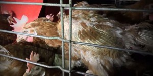 L214 diffuse une nouvelle vidéo-choc dans un élevage de poules pondeuses