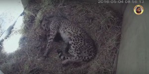 VIDEO. Aude : 4 bébés guépards ont vu le jour à la Réserve de Sigean