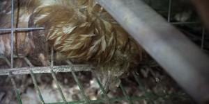 Vidéo-choc : Matines rompt avec l'élevage de poules dénoncé par L214