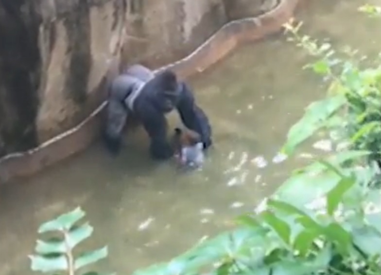 VIDEO. Etats-Unis : un enfant tombe dans l'enclos d'un gorille, le zoo tue l'animal