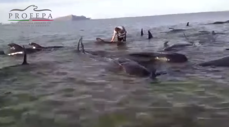 VIDEO. Mexique : 27 baleines s'échouent sur une plage, 3 survivent