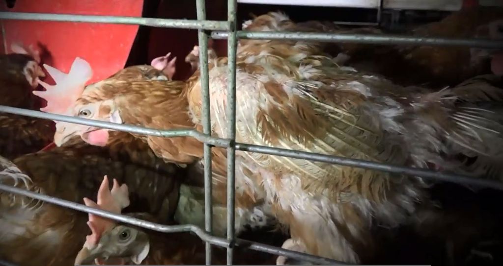 VIDEO. Souffrance animale : les poules du GAEC du Perrat risquent d’être abattues