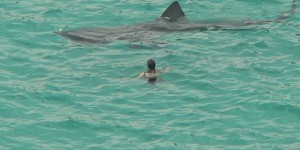 Bretagne : un nageur tamponné par un requin