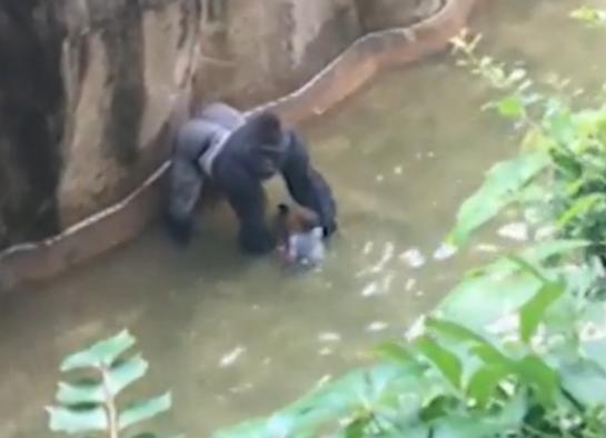 Etats-Unis : la police enquête sur la mort d'un gorille tué pour sauver un enfant