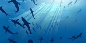 Hong Kong: les ailerons de requins ne voleront plus sur Cathay Pacific