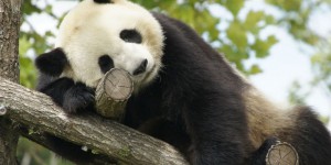 Suspense pour le bébé panda de Beauval