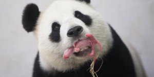 VIDEO. Naissance d'un bébé panda géant en Belgique