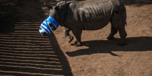 VIDEOS. Afrique du Sud : Hope, le rhinocéros mutilé, se bat pour survivre