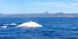 Australie : une baleine blanche au large des côtes orientales