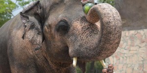EN IMAGES. Pakistan : émotion autour du sort de l'éléphant Kaavan