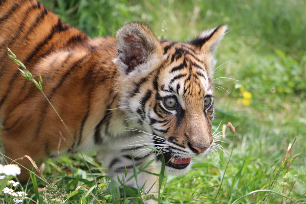 De Saint-Ouen à la Loire, la deuxième vie du bébé tigre des dealeurs