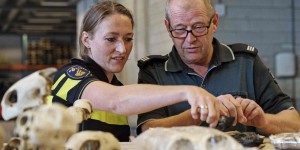 Pays-Bas : saisie record de peaux et d'os d'animaux protégés