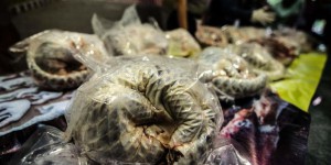 VIDEOS. Indonésie : saisie de 657 pangolins congelés
