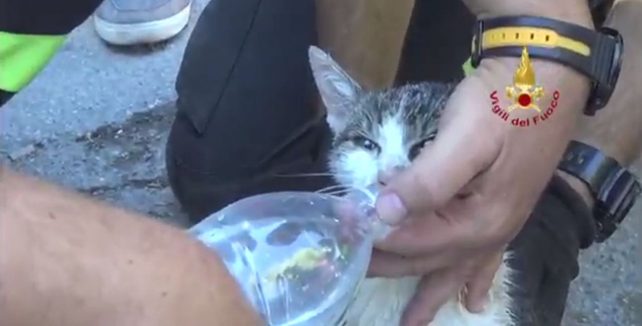 VIDEOS. Séisme en Italie : cinq jours après, un chat sauvé des décombres